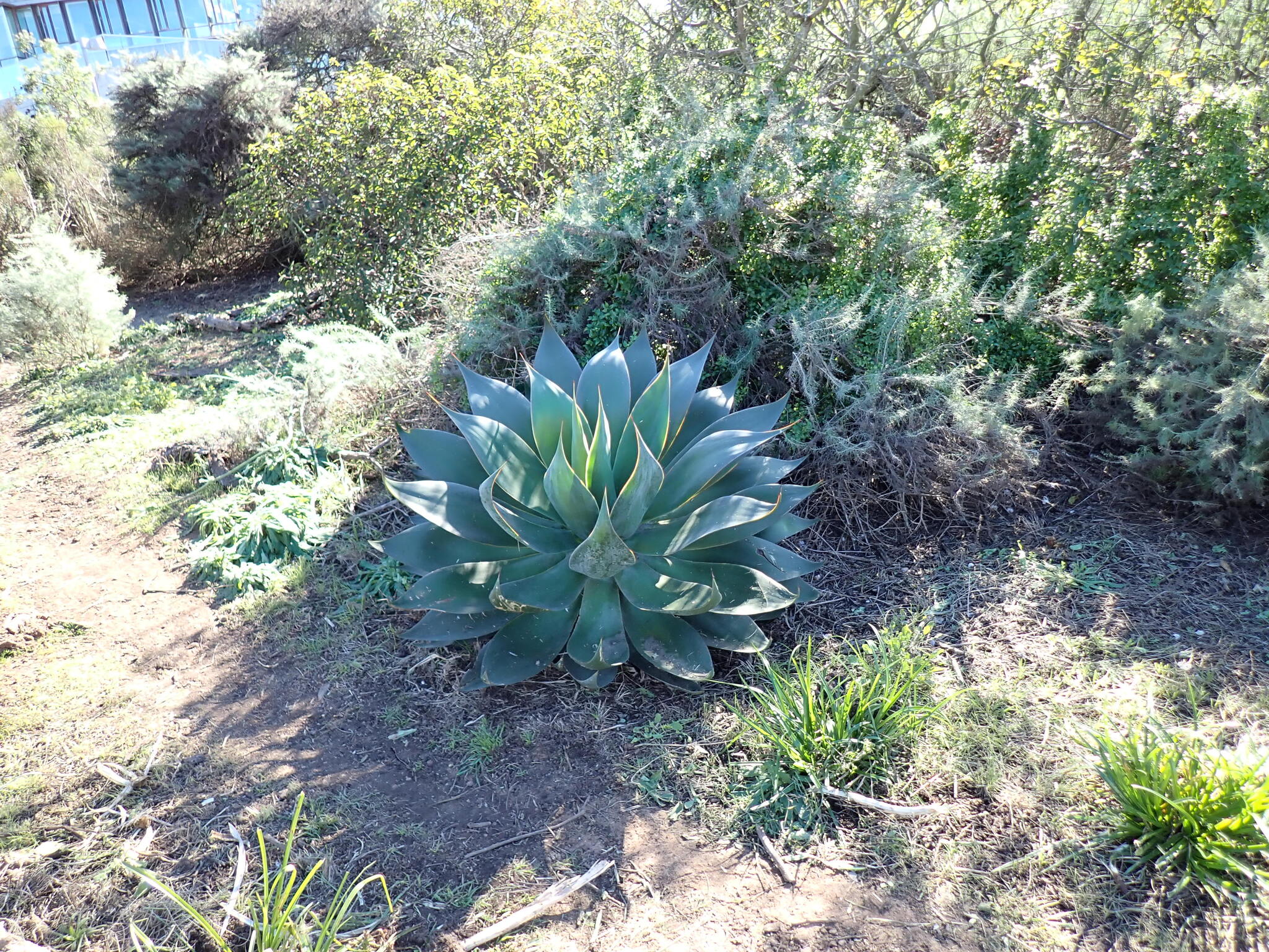 Imagem de Agave-dragão