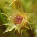 Breutelia pendula - Photo (c) Alex Fergus, some rights reserved (CC BY-NC), uploaded by Alex Fergus