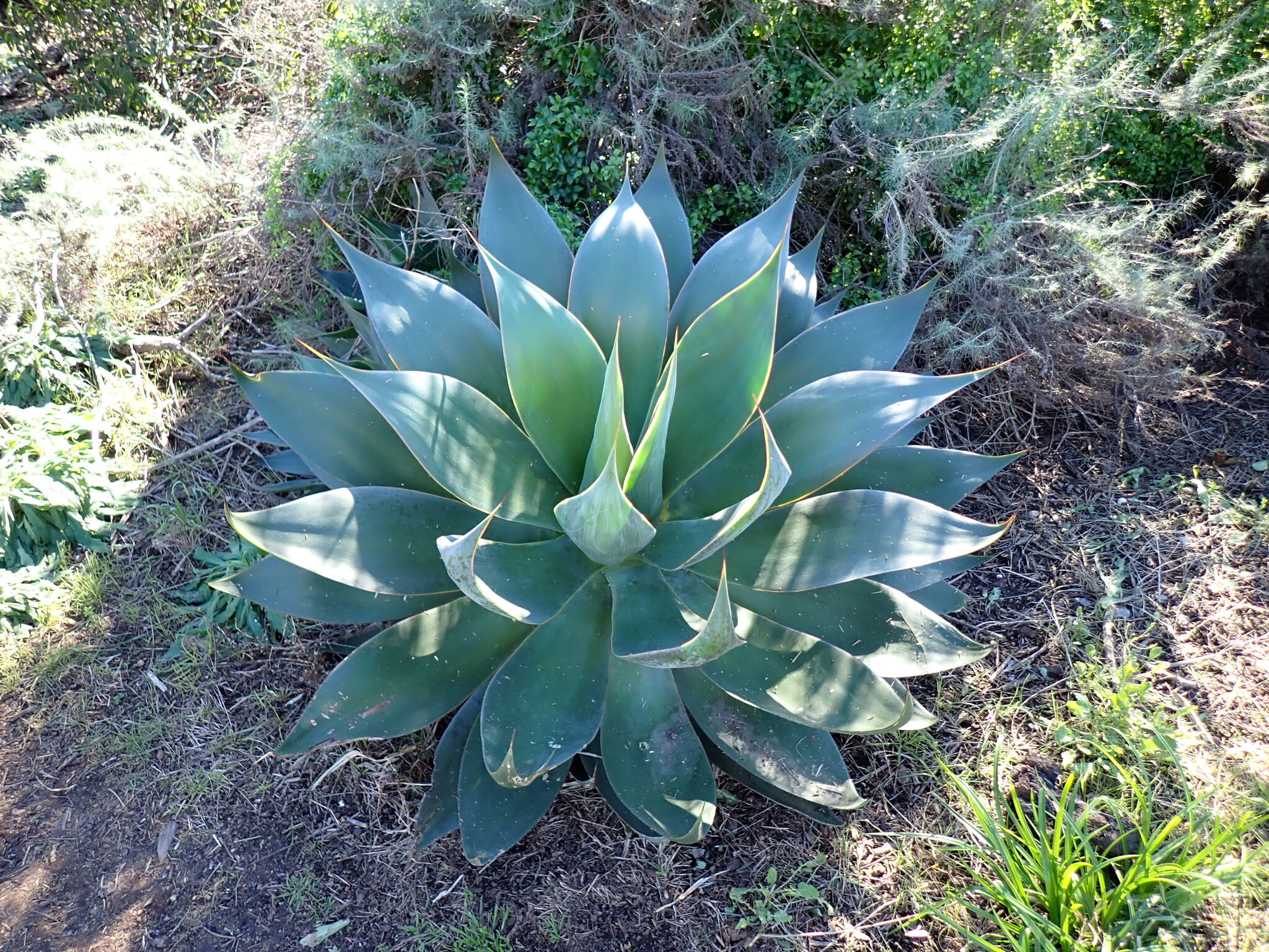 Imagem de Agave-dragão
