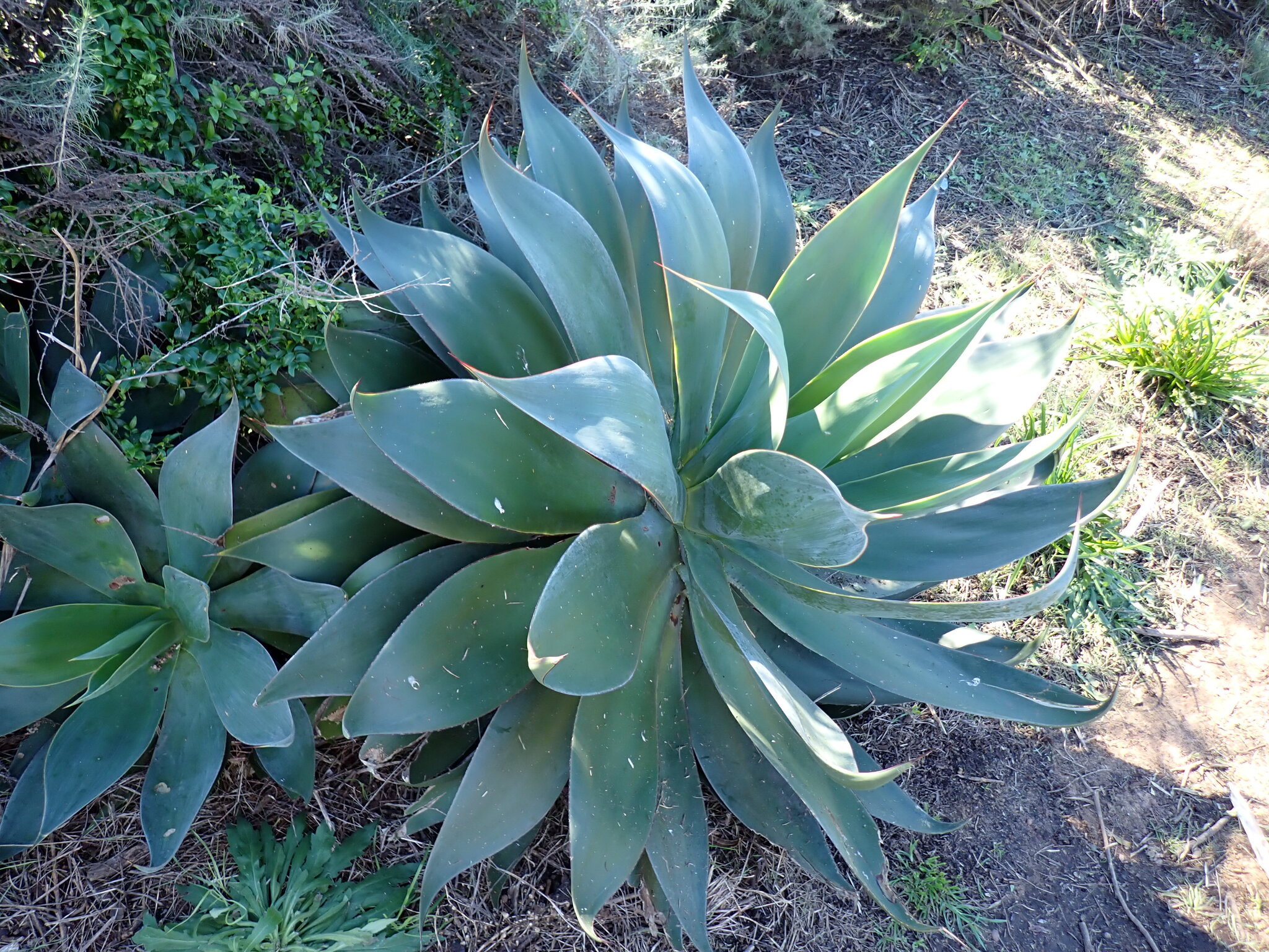 Imagem de Agave-dragão