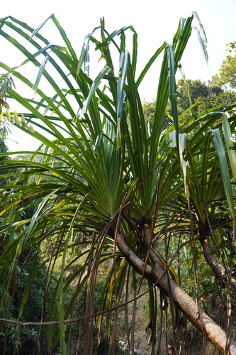 Pandanus furcatus observed 2026-01-23
