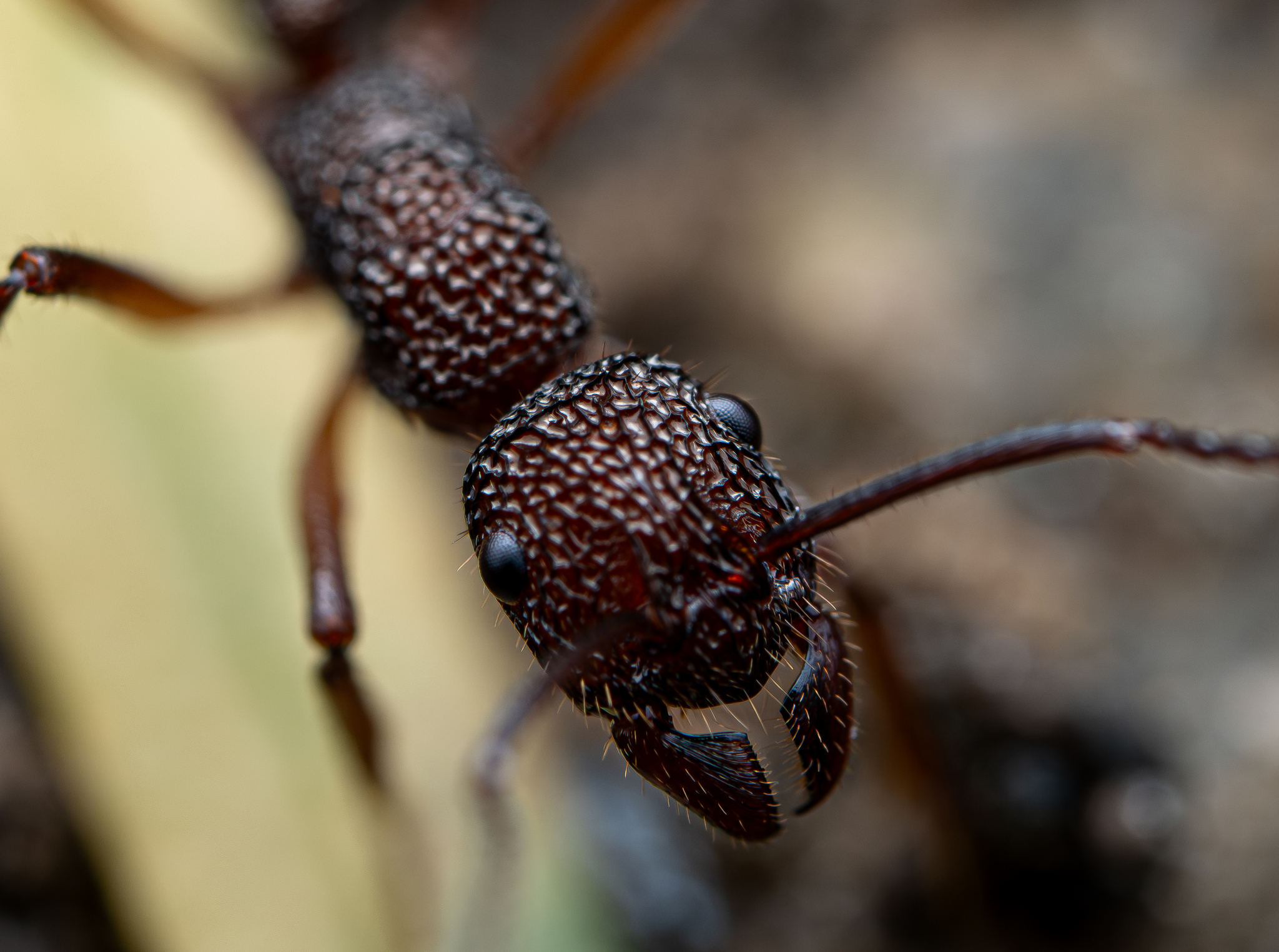 Rhytidoponera nexa