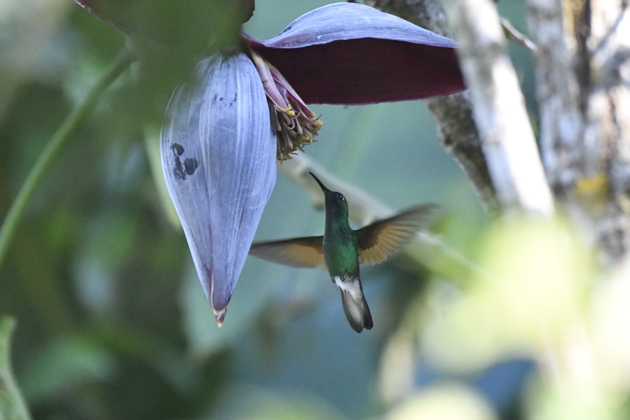 Oaxaca Hummingbird (Eupherusa cyanophrys), photo 7