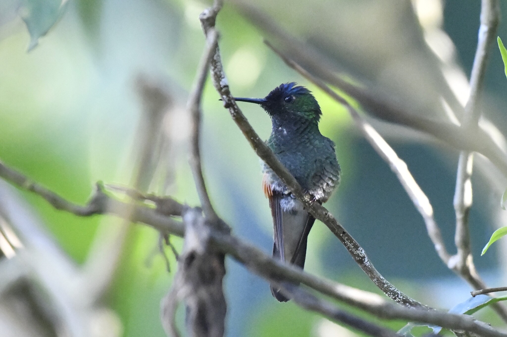 Oaxaca Hummingbird (Eupherusa cyanophrys), photo 8