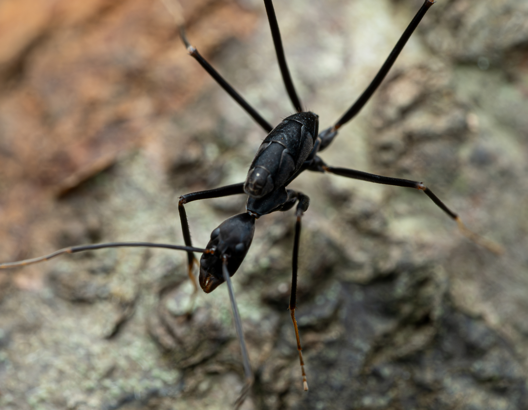 Leptomyrmex niger
