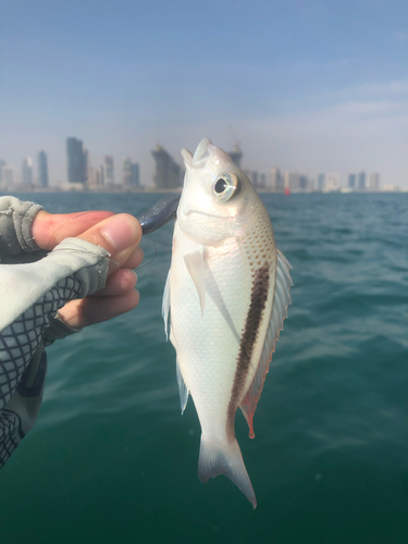 Banded monocle bream (Scolopsis taeniata) — Nemipteridae — 3