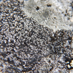 Rhizocarpon eupetraeum