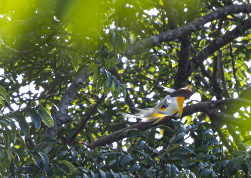 Paradisaea minor
