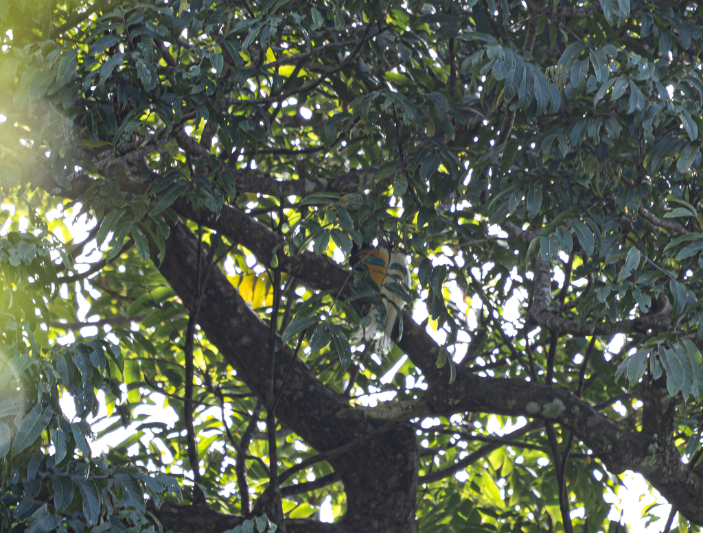 Lesser Bird-of-Paradise (Paradisaea minor)