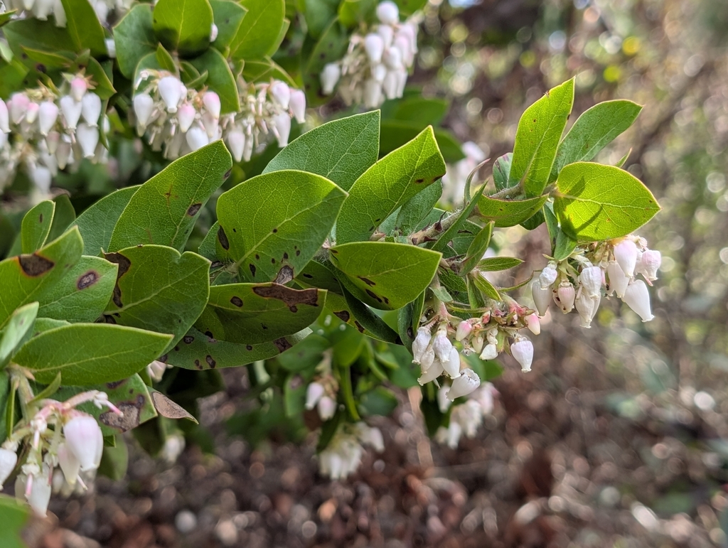 Arctostaphylos pallida; photograph (c) Ken-ichi Ueda, some rights reserved (CC BY)