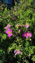 (c) Victoria Bok, some rights reserved (CC BY) Rosa minutifolia, photograph (c) Victoria Bok, some rights reserved (CC BY)