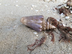 Macrostrombus costatus