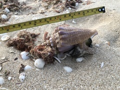 Macrostrombus costatus