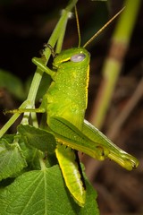 Austracris guttulosa