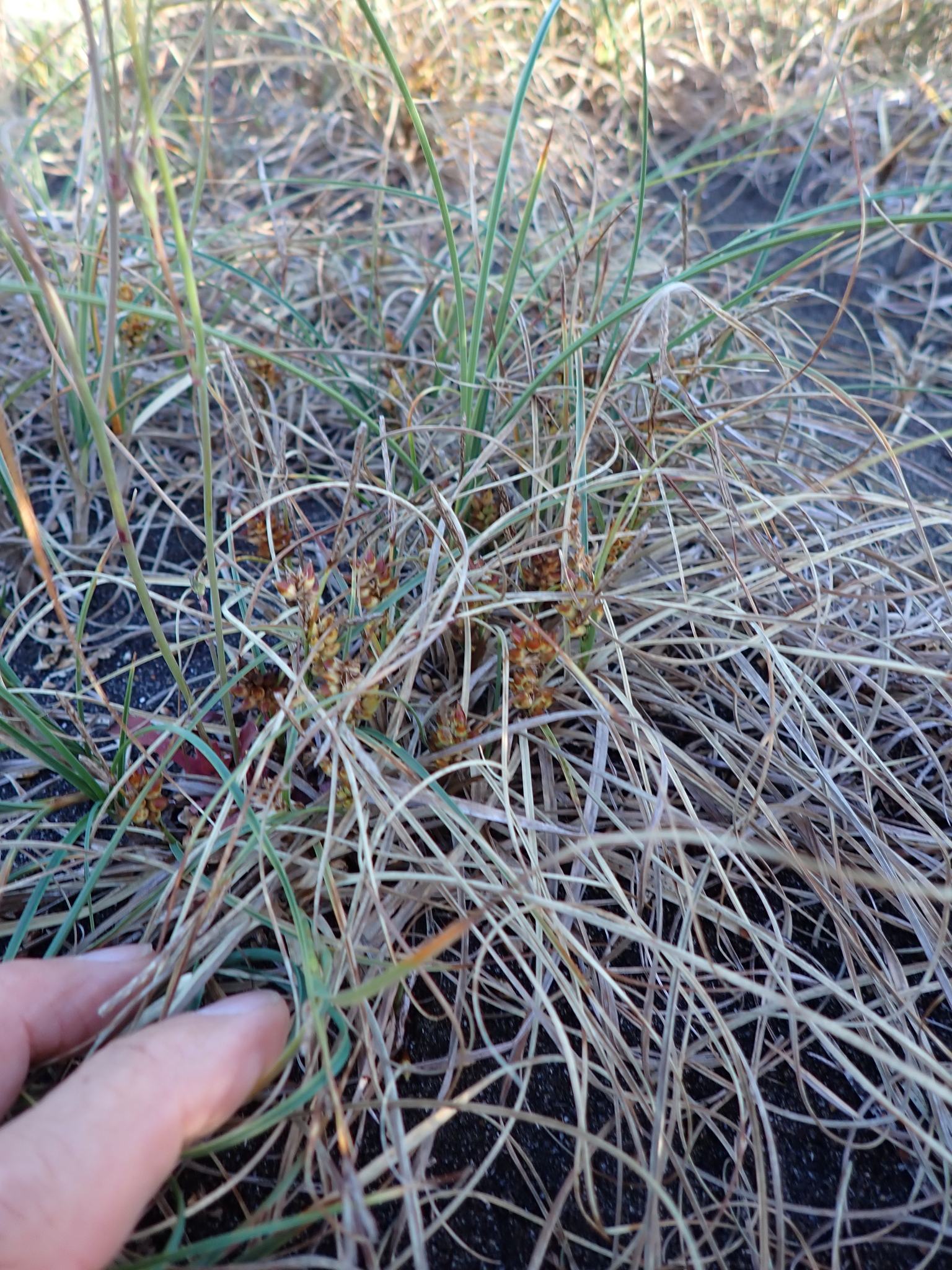 Imagem de Carex pumila
