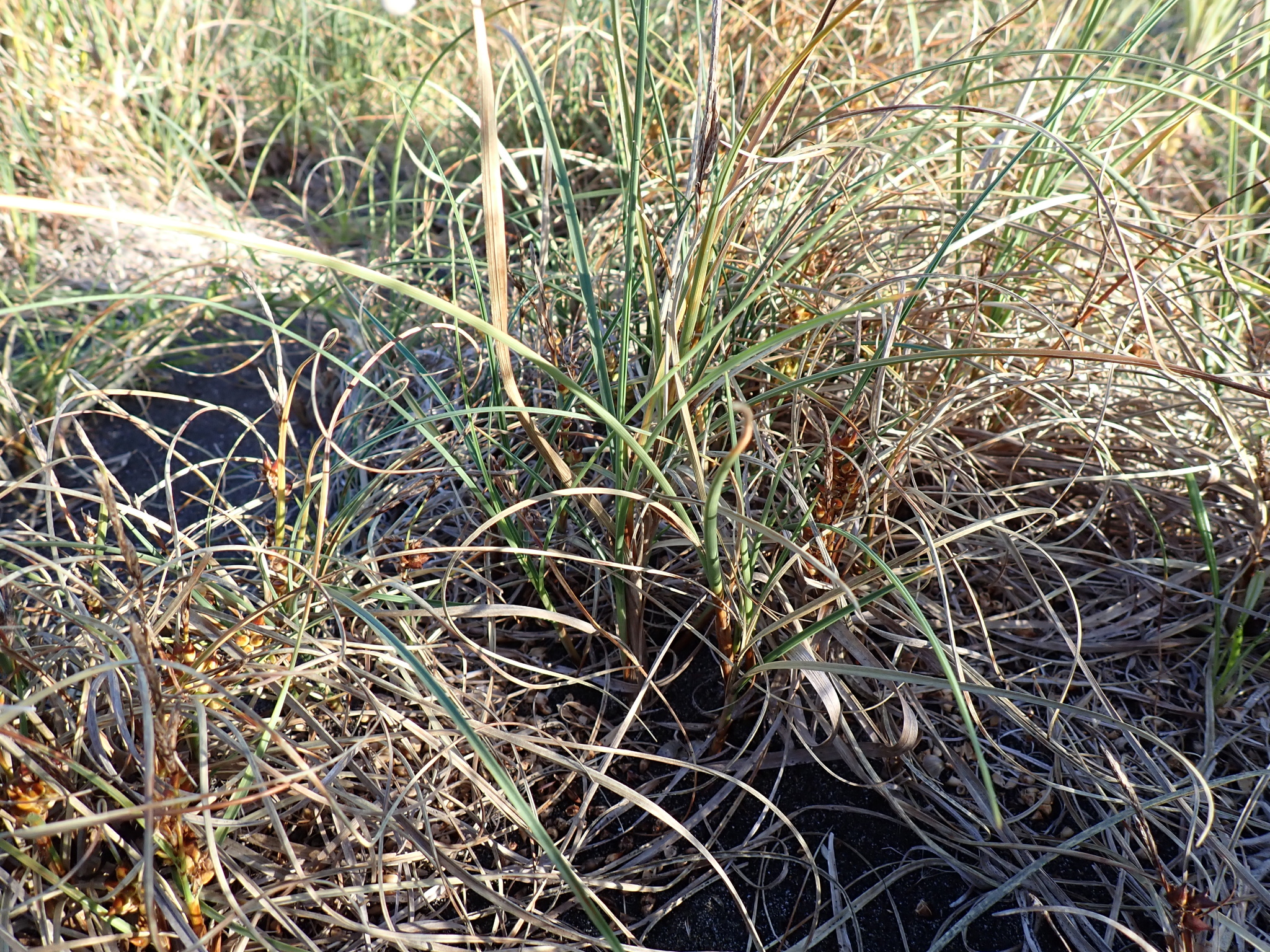Imagem de Carex pumila