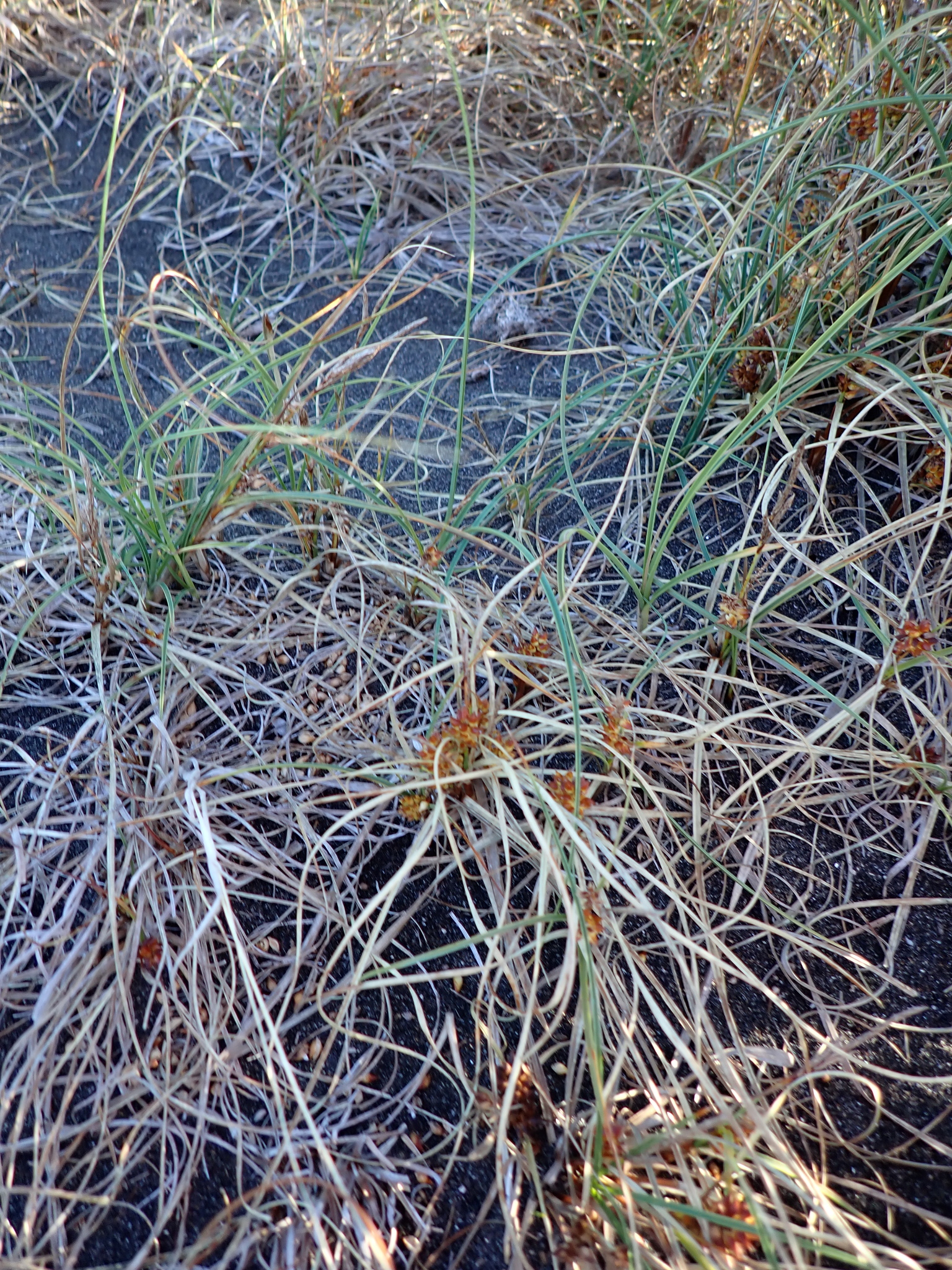 Imagem de Carex pumila