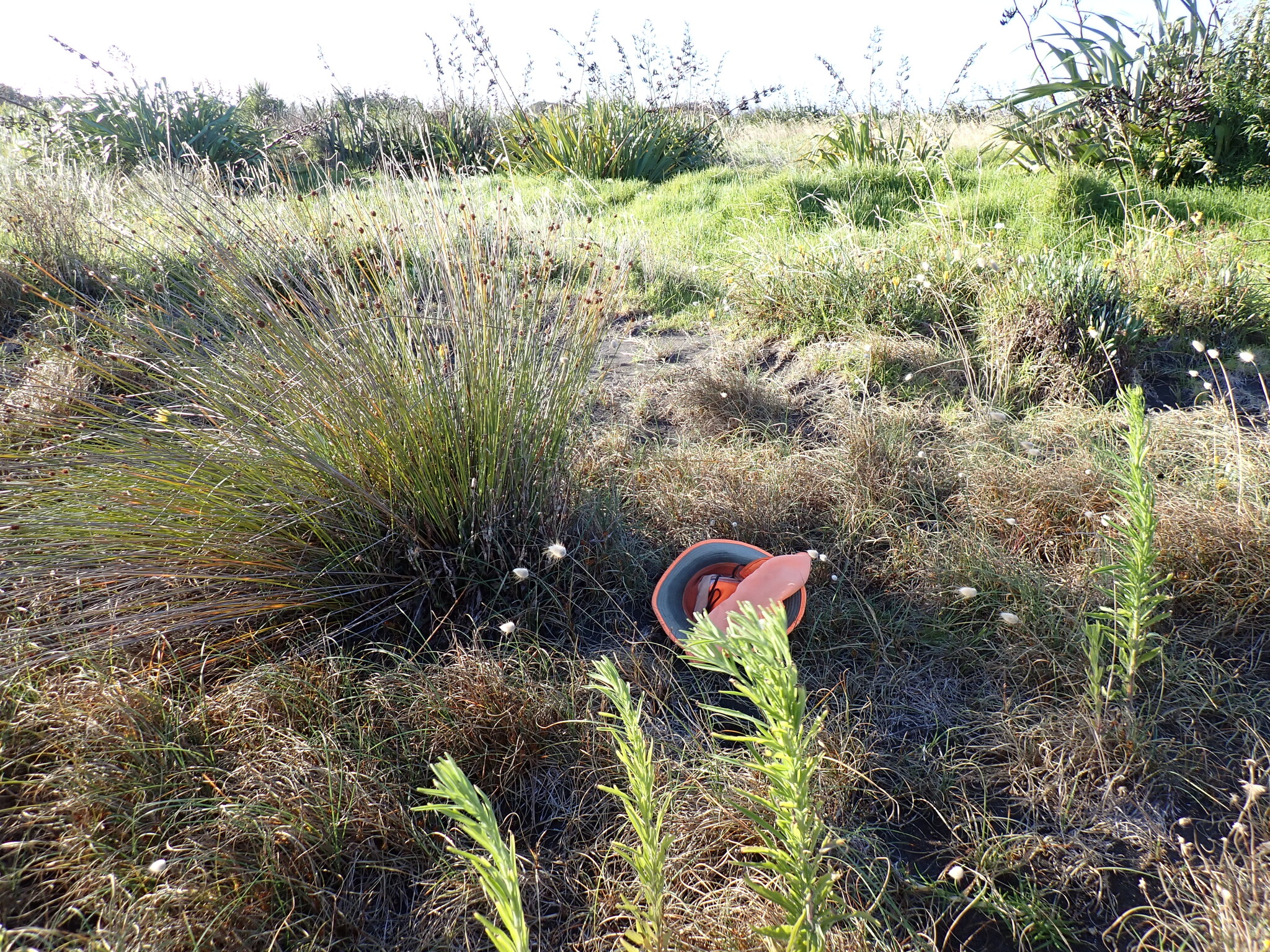 Imagem de Carex pumila