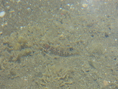 Bellapiscis lesleyae