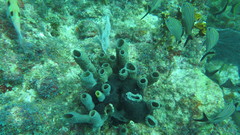 Callyspongia aculeata