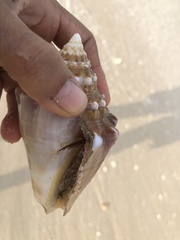 Macrostrombus costatus