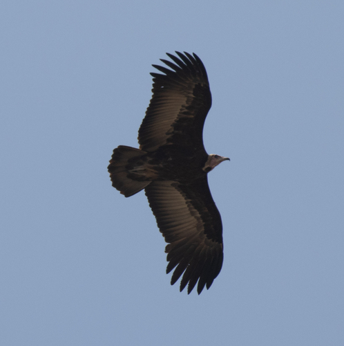 Hooded Vulture