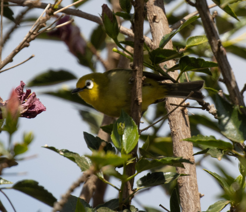 Kafa White-eye (Zosterops kaffensis), photo 2