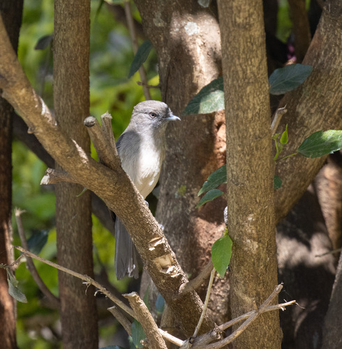 Abyssinian Slaty Flycatcher (Melaenornis chocolatinus), photo 4