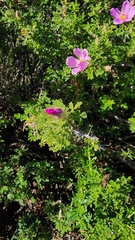 (c) Victoria Bok, some rights reserved (CC BY) Rosa minutifolia, photograph (c) Victoria Bok, some rights reserved (CC BY)