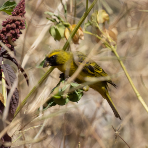 African Citril (Crithagra citrinelloides), photo 5