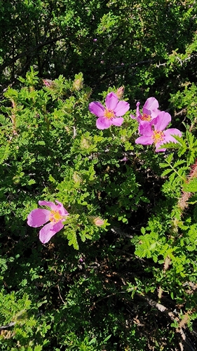 Rosa minutifolia, photograph 4