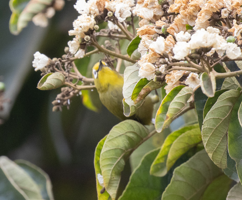 Ethiopian White-eye (Zosterops poliogastrus), photo 8