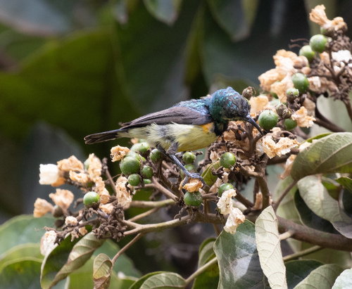 Variable Sunbird
