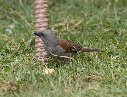 Swainson's Sparrow