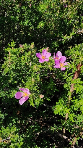 Rosa minutifolia, photograph 5