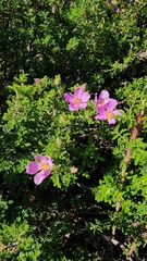 (c) Victoria Bok, some rights reserved (CC BY) Rosa minutifolia, photograph (c) Victoria Bok, some rights reserved (CC BY)