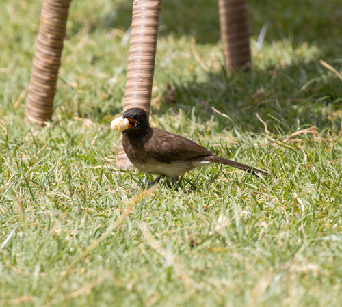 Common Bulbul