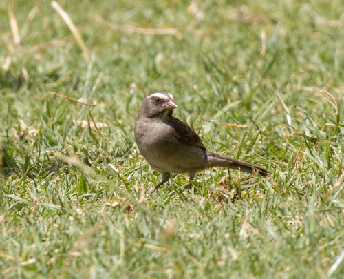 Brown-rumped Seedeater