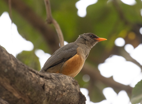 Abyssinian Thrush