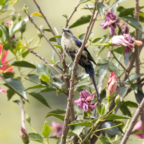 Tacazze Sunbird (Nectarinia tacazze), photo 5