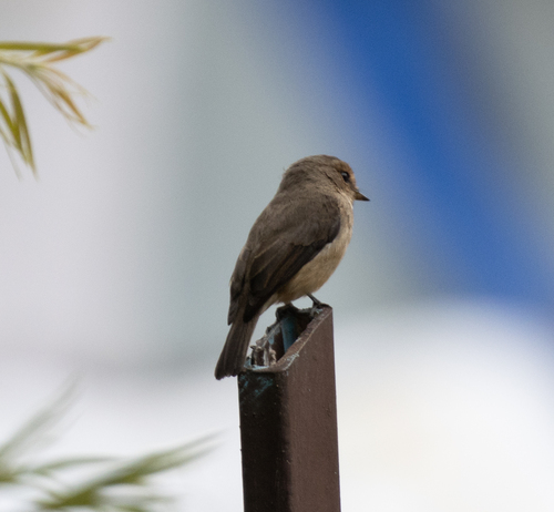 African Dusky Flycatcher