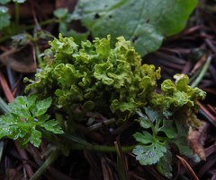 Vulpicida canadensis