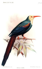 White-Headed Woodhoopoe photo 5