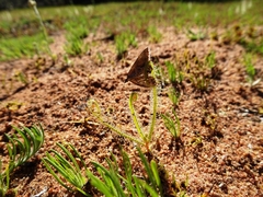 Drosera finlaysoniana