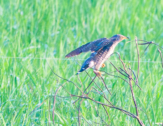 Common Cuckoo (Cuculus canorus), photo 1