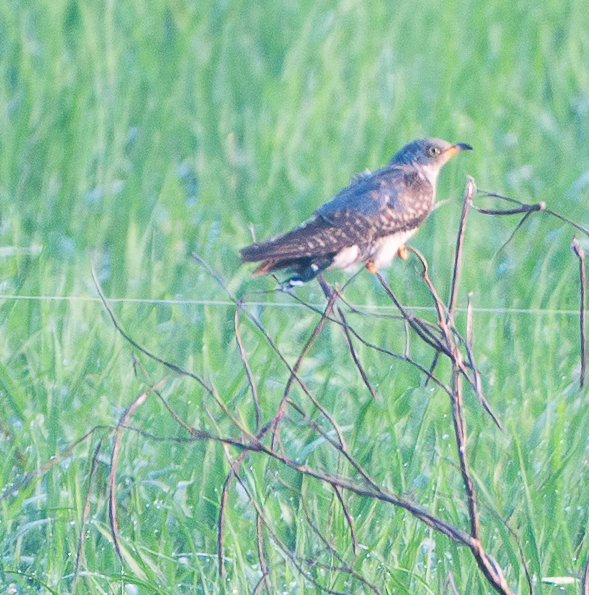 Common Cuckoo (Cuculus canorus), photo 2