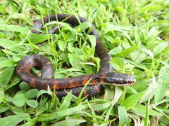 Erythrolamprus epinephalus pseudocobella