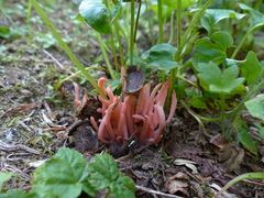 Clavaria rosea