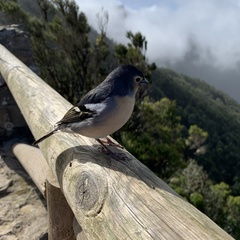 Fringilla coelebs canariensis