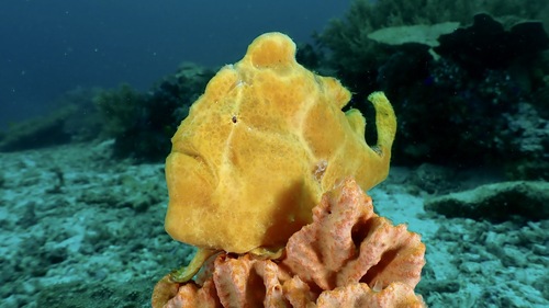 Reuzen-hengelaarsvis (Antennarius commerson) — Antennariidae — 2